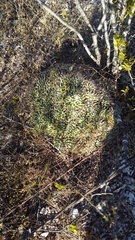 Mammillaria compressa