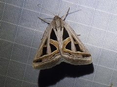 Callistege diagonalis
