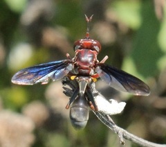 Physocephala floridana
