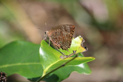 Arhopala centaurus
