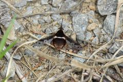 Bombylius pygmaeus