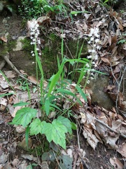 Tiarella wherryi