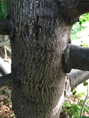 Tilia americana