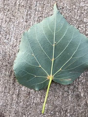 Tilia americana