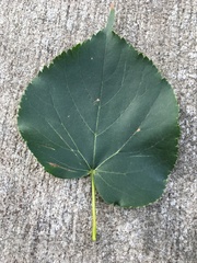 Tilia americana