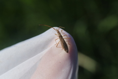 Protenor belfragei