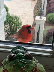 Cardinalis cardinalis