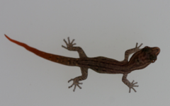 Sphaerodactylus