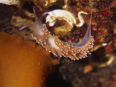 Coryphella