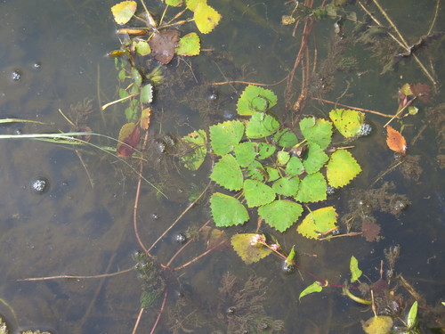 Trapa pseudincisa