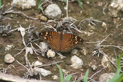 Junonia erigone