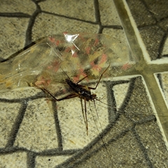 Eidmanacris dissimilis