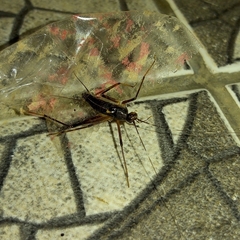 Eidmanacris dissimilis
