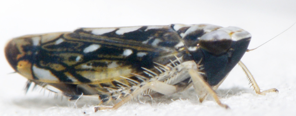 Scaphoideus melanotus