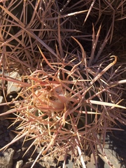 Homalocephala polycephala