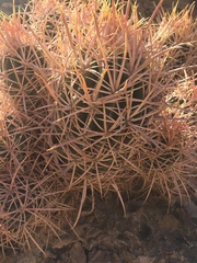 Homalocephala polycephala