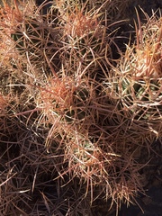 Homalocephala polycephala