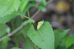Appias lyncida