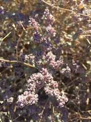 Tidestromia suffruticosa