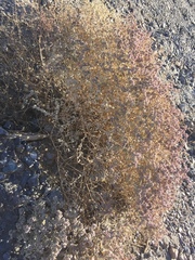 Tidestromia suffruticosa