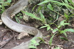 Naja sputatrix