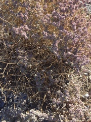 Tidestromia suffruticosa