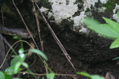 Naja sputatrix