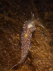 Coryphella