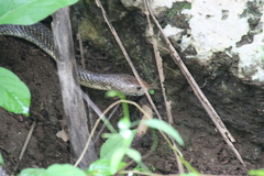 Naja sputatrix