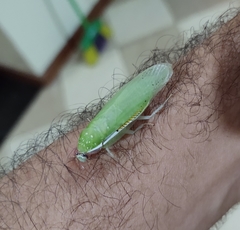 Panchlorinae