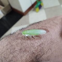 Panchlorinae