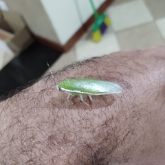 Panchlorinae