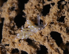 Rubramoena rubescens