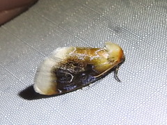 Chrysoecia scira