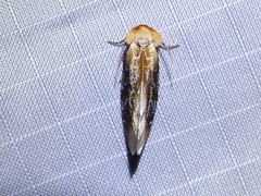 Chrysoecia scira