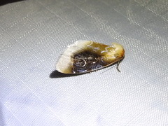 Chrysoecia scira