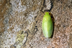 Chloronana