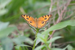 Junonia almana