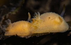 Acanthodoris pilosa