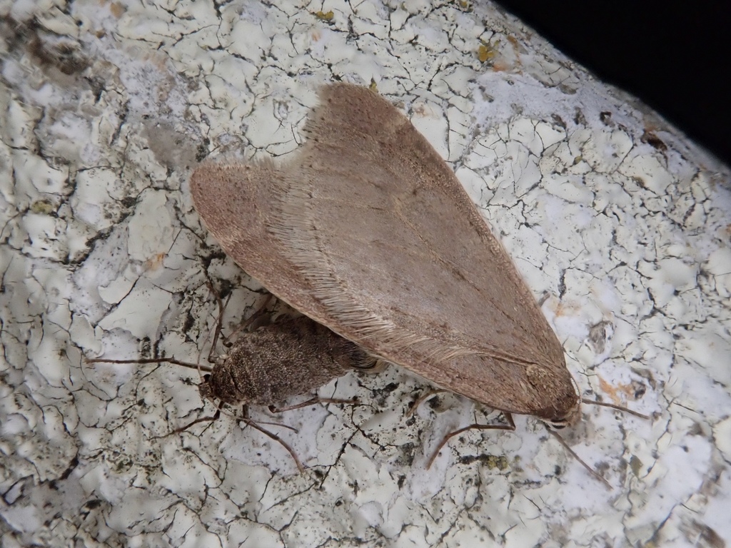 Inurois fumosa
