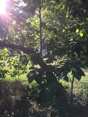 Catalpa speciosa