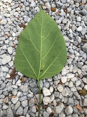 Catalpa speciosa