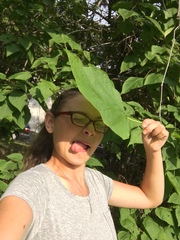 Catalpa speciosa