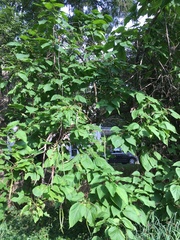 Catalpa speciosa