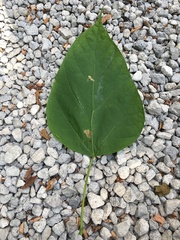Catalpa speciosa