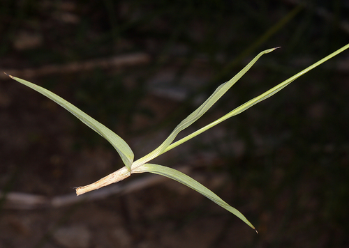 Straightleaf rush (Juncus orthophyllus)