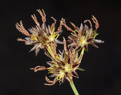 Juncus orthophyllus