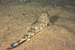 Platycephalus grandispinis