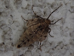 Operophtera brunnea