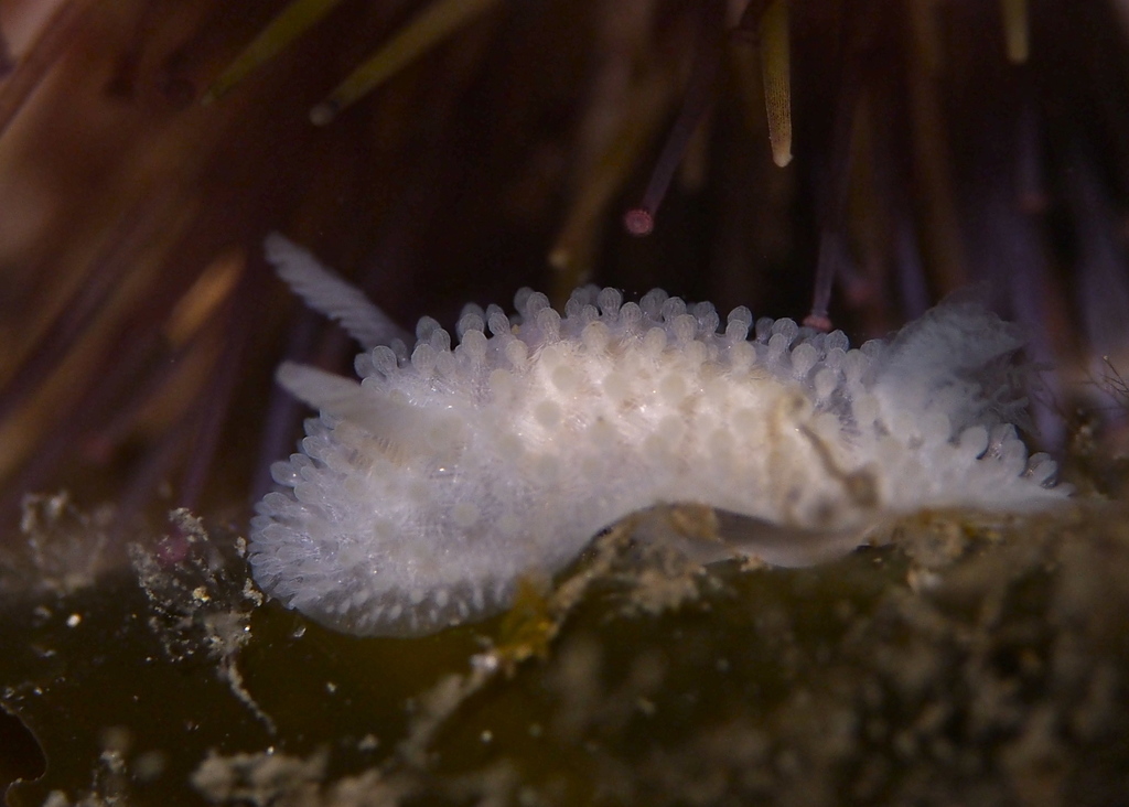 fuzzy onchidoris